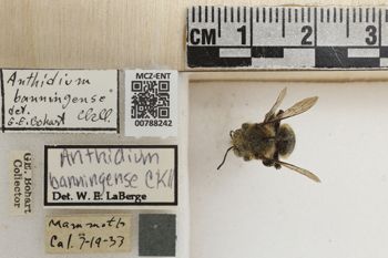 Media type: image;   Entomology 788242 Aspect: Labels
